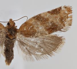  A .  pinatubana . © Loren Jones. Photo used with permission.
